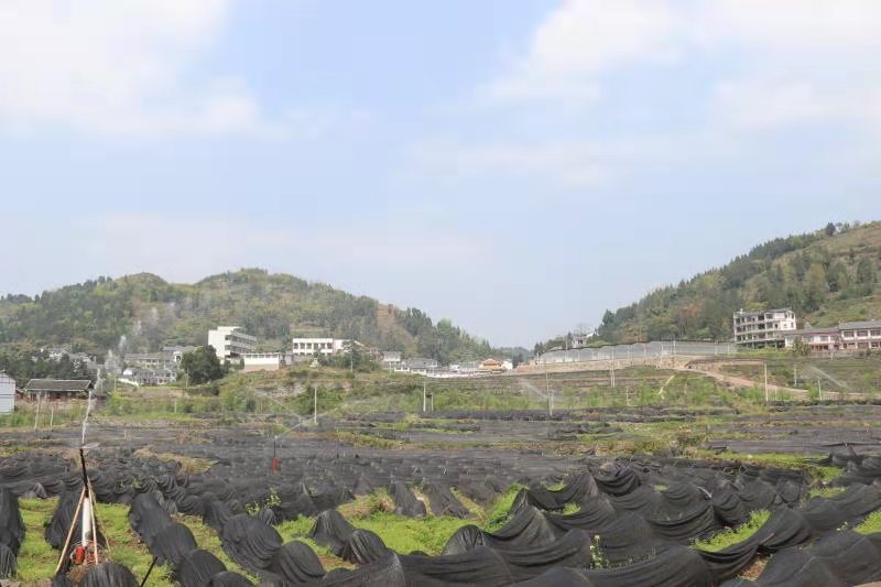 高粱秸秆竟然变成“香饽饽” ，仁怀这个地方的村民了不起！