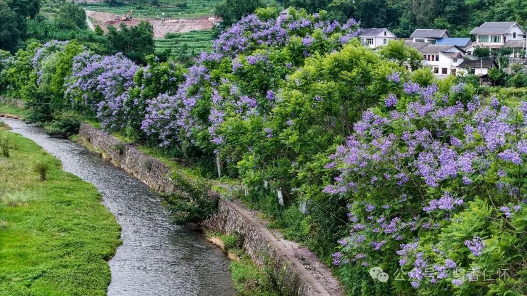 九仓河畔蓝花楹唯美绽放(图1)