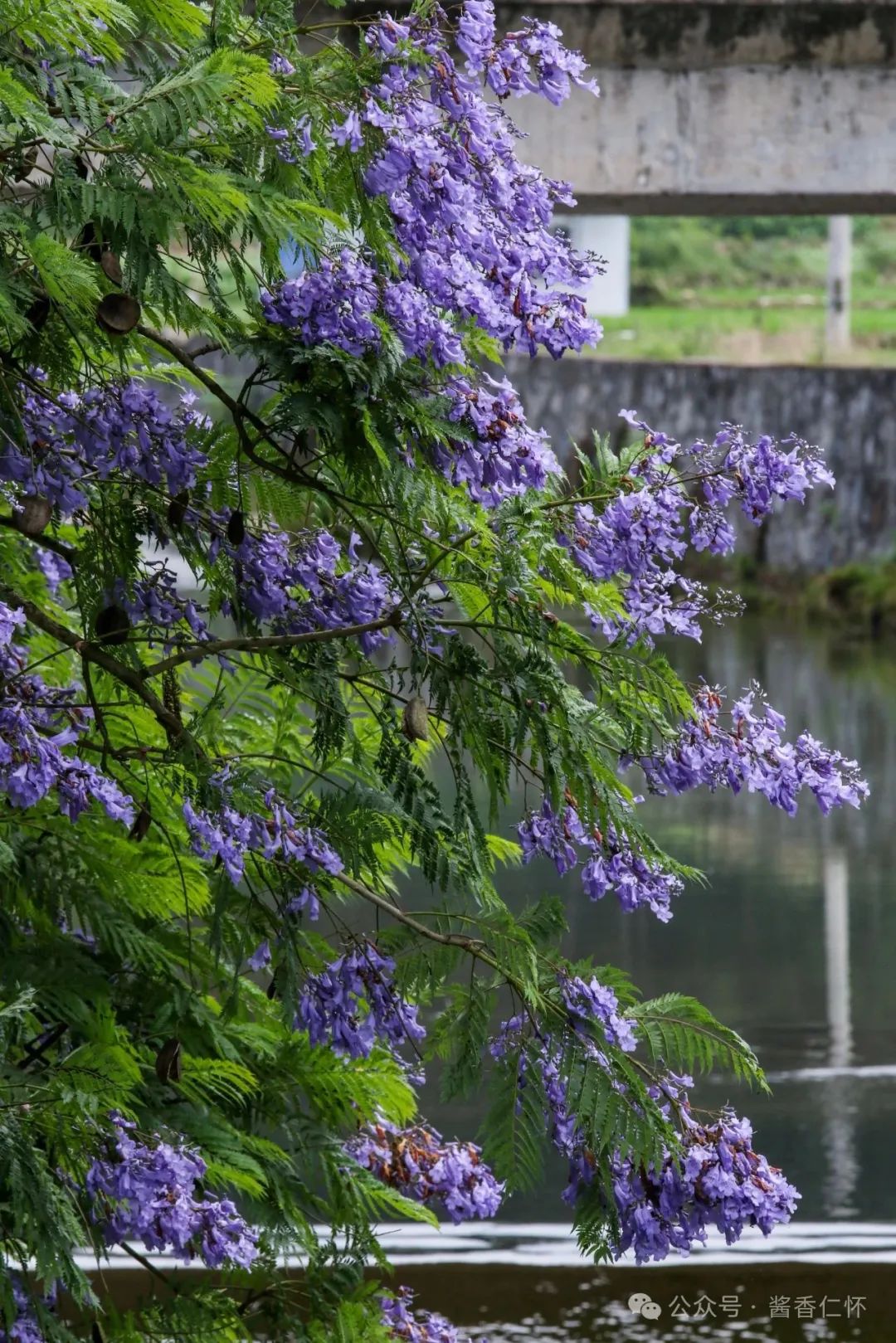 九仓河畔蓝花楹唯美绽放(图3)