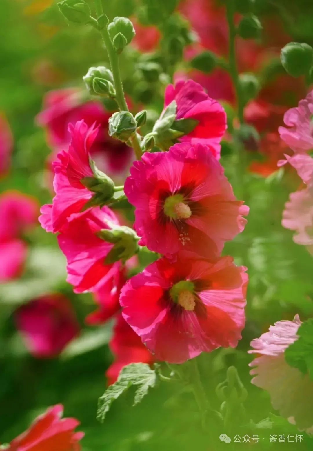 『仁怀物种』如今正是蜀葵时(图2)