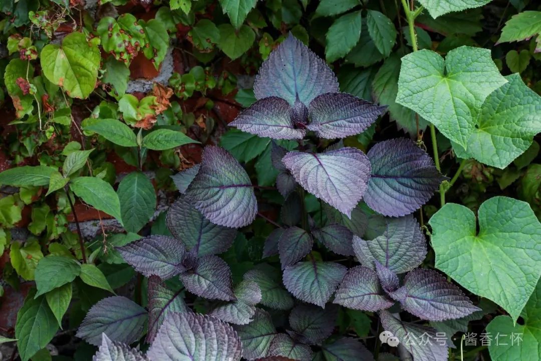 『仁怀物种』未妨无暑药，熟水紫苏香(图1)