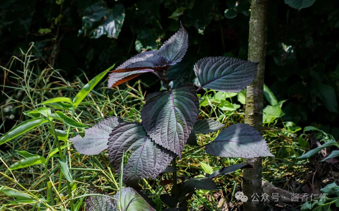 『仁怀物种』未妨无暑药，熟水紫苏香(图2)
