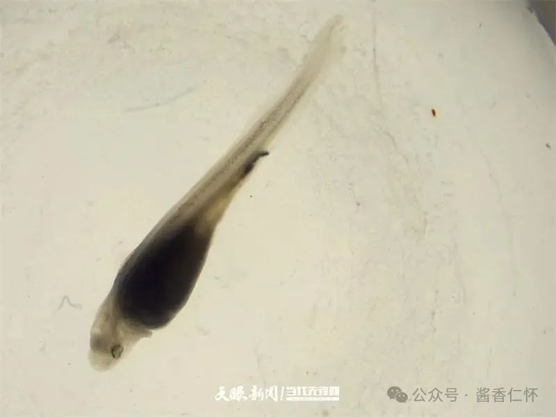 呼唤长江鲟归来!从野外灭绝到赤水河野外自然产卵孵化何以实现重生?(图2) 呼唤长江鲟归来!从野外灭绝到赤水河野外自然产卵孵化何以实现重生?(图2)