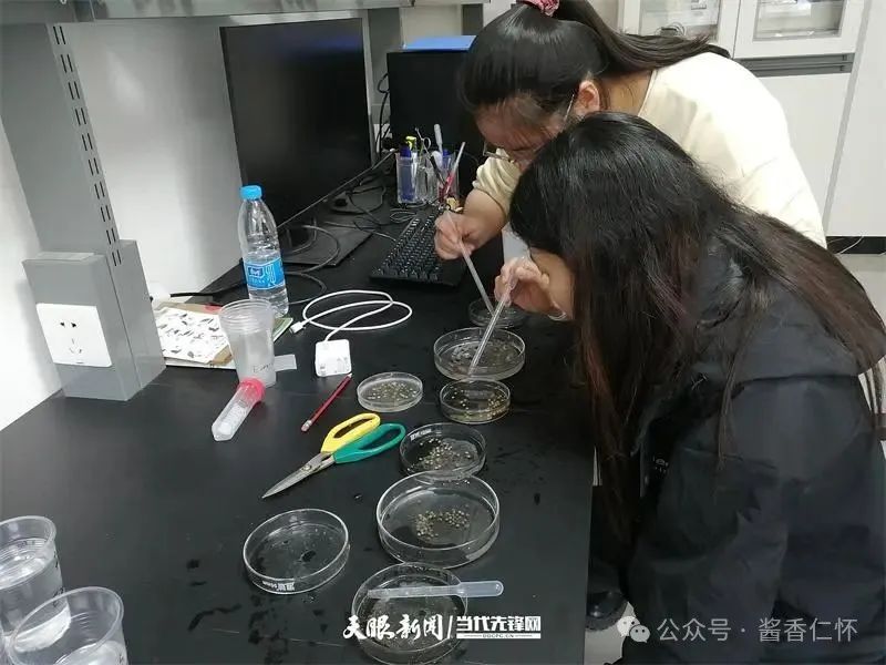 呼唤长江鲟归来!从野外灭绝到赤水河野外自然产卵孵化何以实现重生?(图8) 呼唤长江鲟归来!从野外灭绝到赤水河野外自然产卵孵化何以实现重生?(图8)