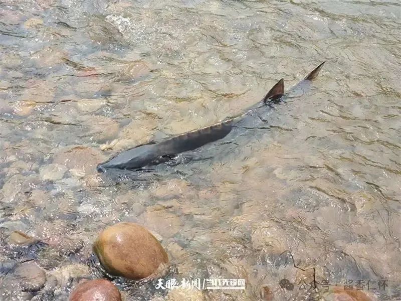 呼唤长江鲟归来!从野外灭绝到赤水河野外自然产卵孵化何以实现重生?(图9) 呼唤长江鲟归来!从野外灭绝到赤水河野外自然产卵孵化何以实现重生?(图9)