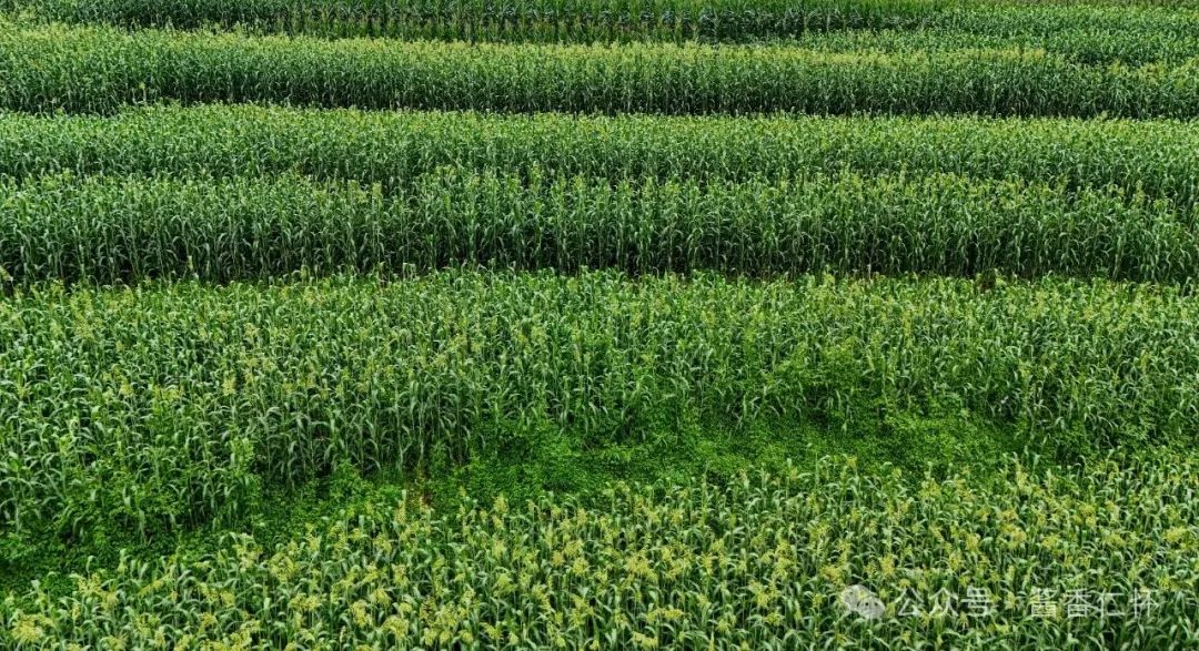 仁怀糯高粱抽穗扬花(图2)