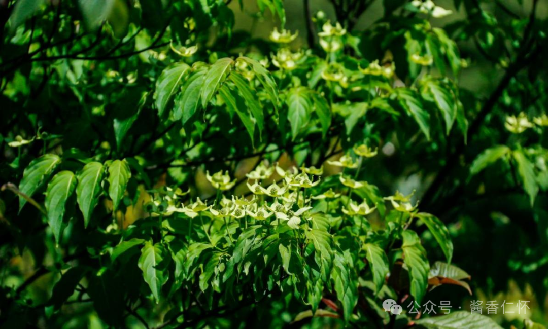 『仁怀物种』秋日仁怀：四照果红满山岗(图2)