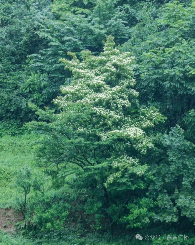 『仁怀物种』秋日仁怀：四照果红满山岗(图3)