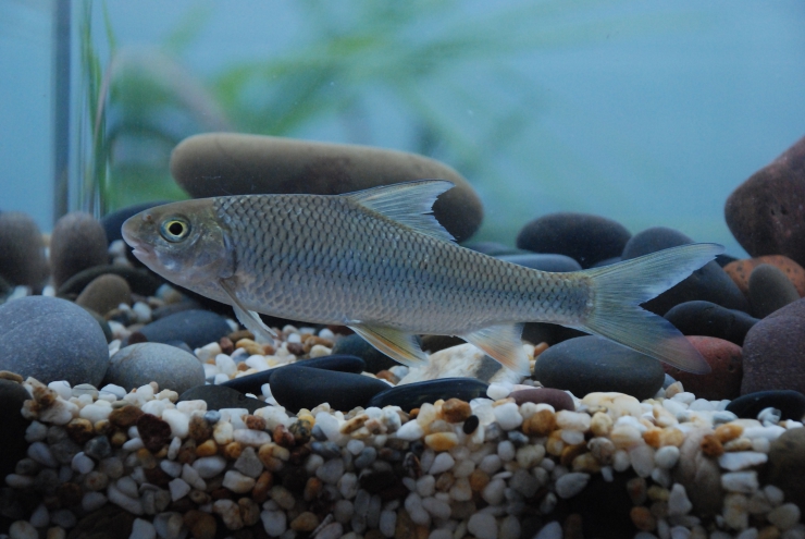 赤水河生物多样性图展网展（五）： 一条赤水河特有的鱼