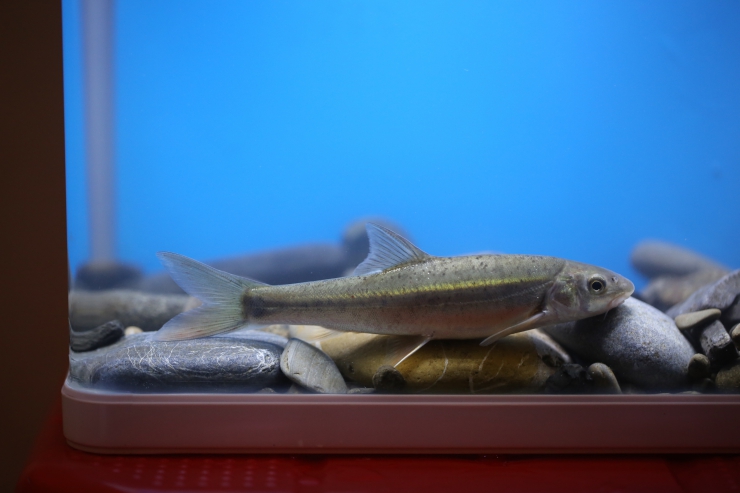 赤水河生物多样性图展网展（五）： 一条赤水河特有的鱼