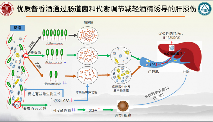 方程：优质酱香酒能调节肠道菌群平衡