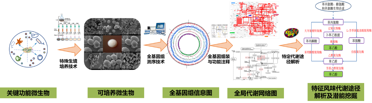 看！中科院解码茅台微生物世界