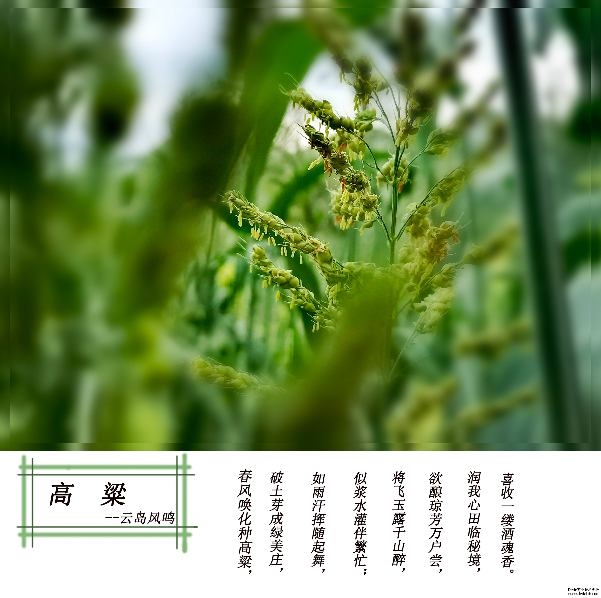 正是河谷高粱扬花时(图1)