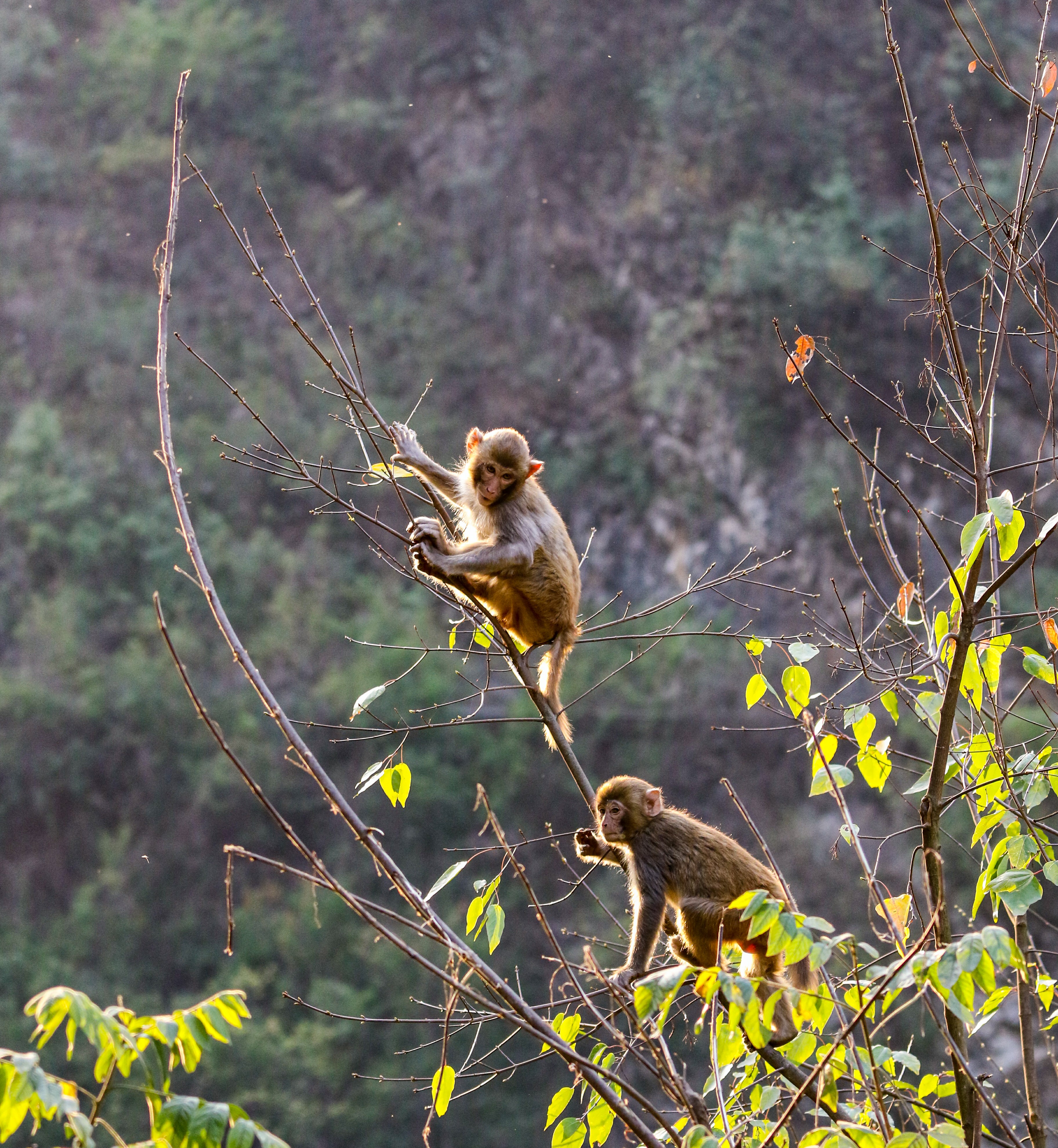 『仁怀物种』生活在茅台镇的普通猕猴