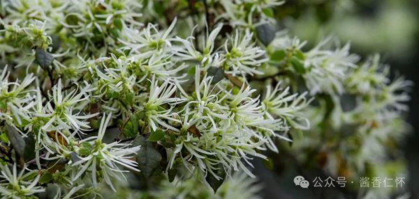 『仁怀物种』檵木花：飘飞风里思念纸条