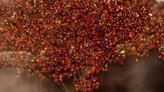 为什么离开茅台镇酿不出地道酱香酒？(图3)