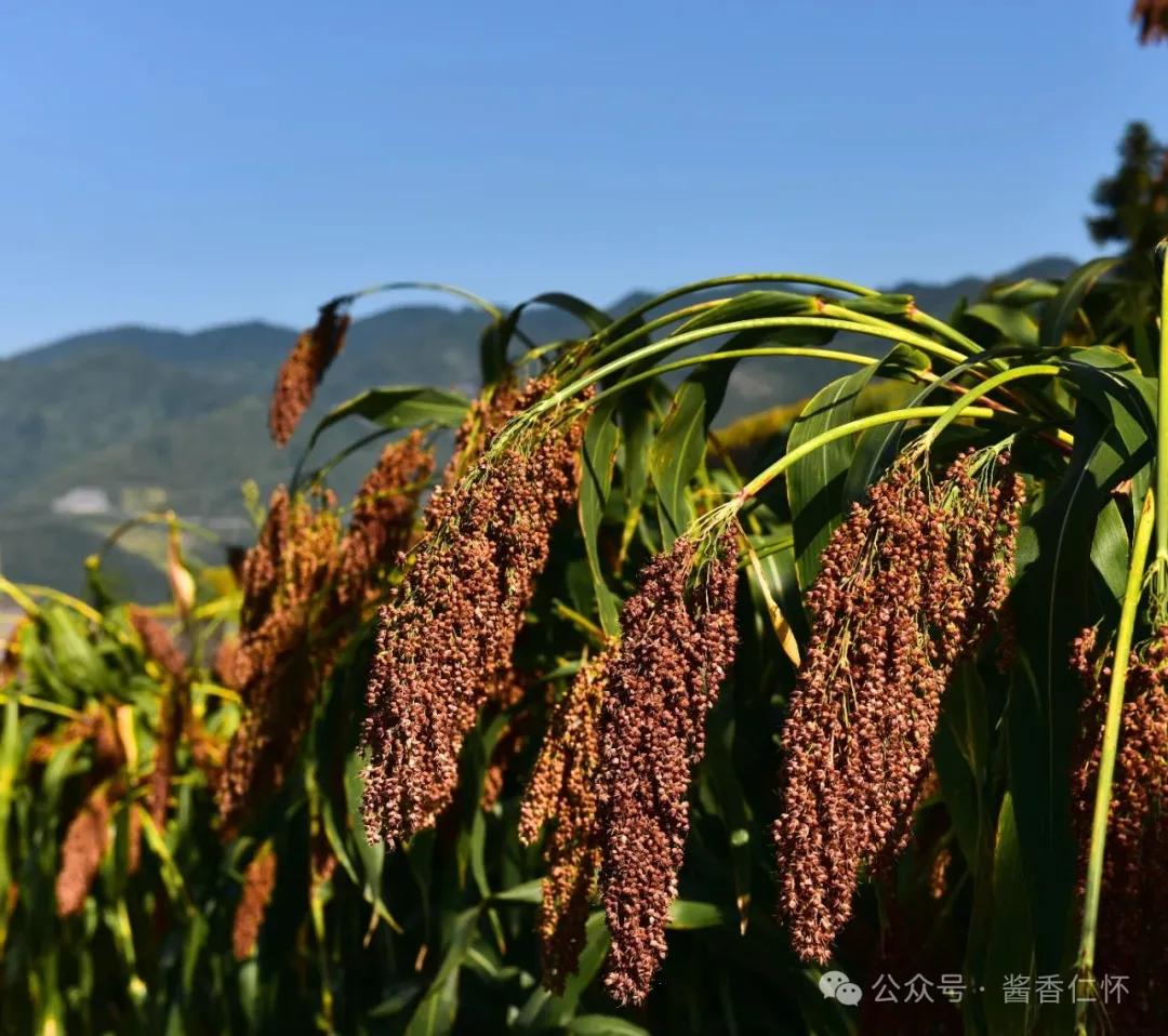 一粒高粱的仁怀旅程：从精神图腾到千亿酱酒产业链的共富密码(图1)