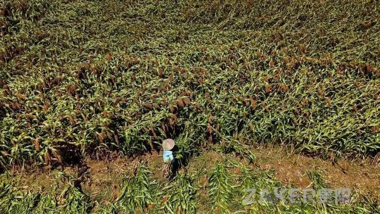 一粒高粱的仁怀旅程：从精神图腾到千亿酱酒产业链的共富密码(图6)