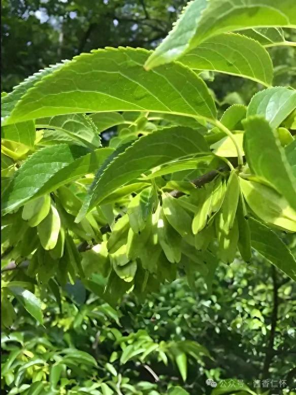 『仁怀物种』杜仲树：乡间的珍贵药材