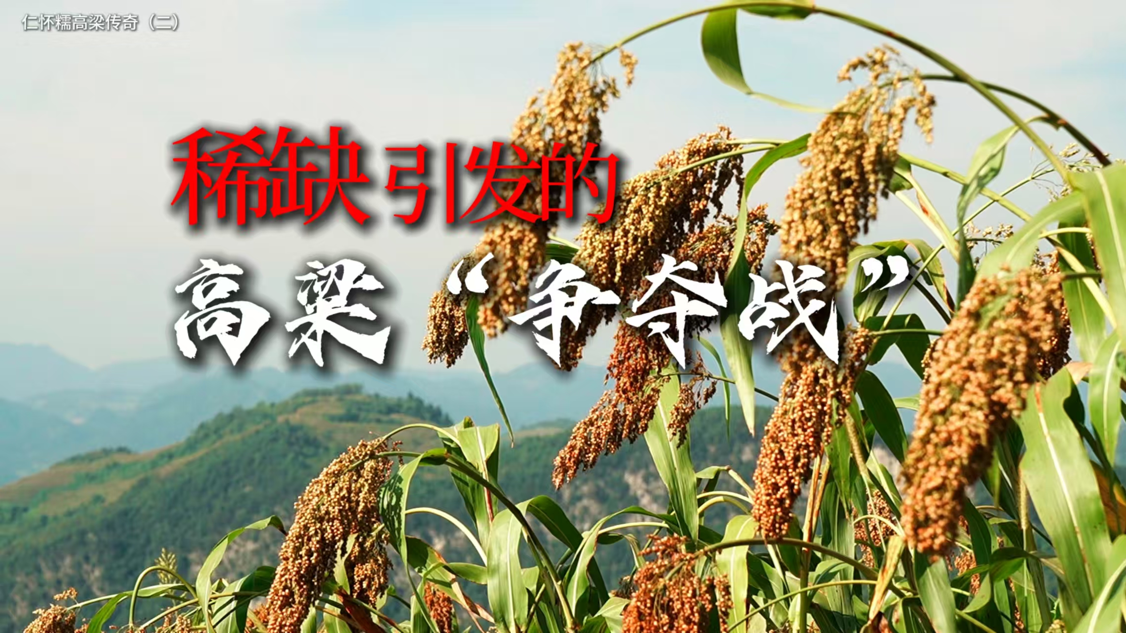 仁怀糯高粱传奇（二）