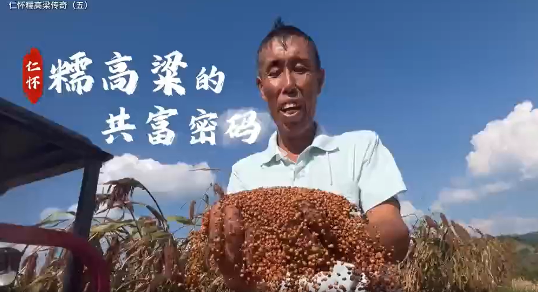 仁怀糯高粱传奇（五）