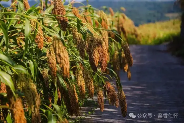 遵义130万亩高粱丰收