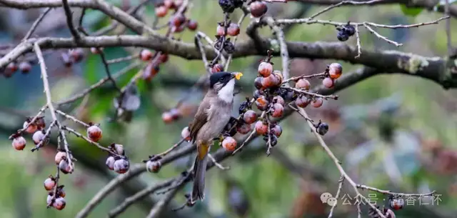『仁怀物种』柿景秋深(图2) 『仁怀物种』柿景秋深(图2)