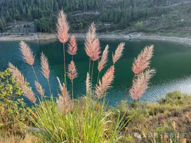 『仁怀物种』秋染仁怀坡地:斑茅的生态坚守与人文絮语(图1) 『仁怀物种』秋染仁怀坡地:斑茅的生态坚守与人文絮语(图1)
