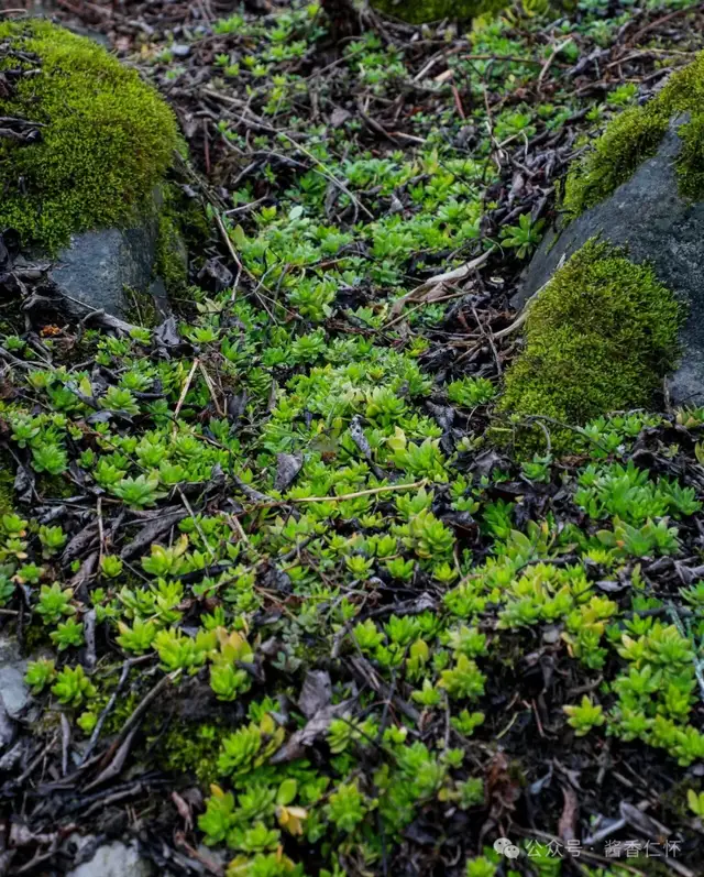 『仁怀物种』垂盆草:石隙间的生命绿宝石(图2) 『仁怀物种』垂盆草:石隙间的生命绿宝石(图2)