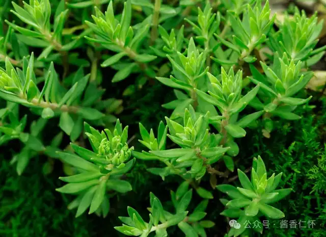 『仁怀物种』垂盆草:石隙间的生命绿宝石(图3) 『仁怀物种』垂盆草:石隙间的生命绿宝石(图3)