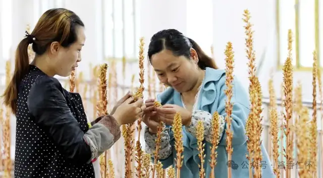 『仁怀物种』冬暖仁怀:一碗天麻炖鸡里的养生密码(图2) 『仁怀物种』冬暖仁怀:一碗天麻炖鸡里的养生密码(图2)