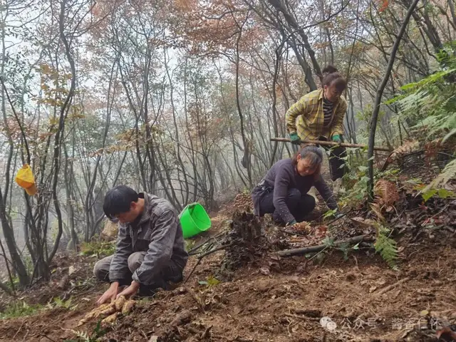 『仁怀物种』冬暖仁怀:一碗天麻炖鸡里的养生密码(图4) 『仁怀物种』冬暖仁怀:一碗天麻炖鸡里的养生密码(图4)