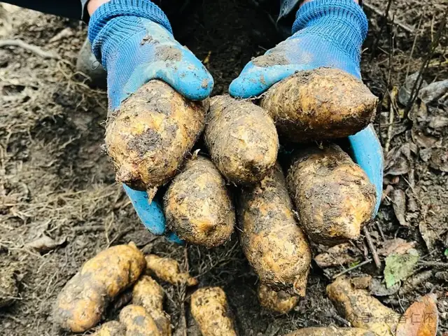 『仁怀物种』冬暖仁怀:一碗天麻炖鸡里的养生密码(图5) 『仁怀物种』冬暖仁怀:一碗天麻炖鸡里的养生密码(图5)