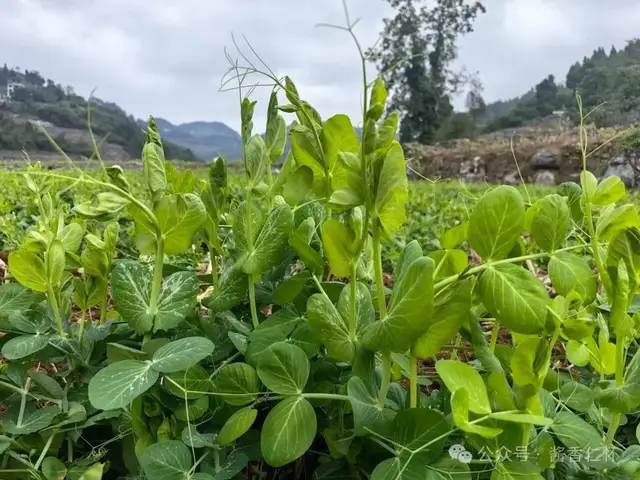 『仁怀物种』一尖青绿的仁怀(图1) 『仁怀物种』一尖青绿的仁怀(图1)