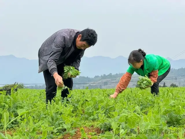 『仁怀物种』一尖青绿的仁怀(图2) 『仁怀物种』一尖青绿的仁怀(图2)