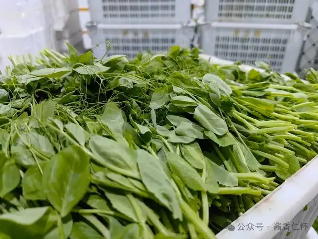 『仁怀物种』一尖青绿的仁怀(图3) 『仁怀物种』一尖青绿的仁怀(图3)