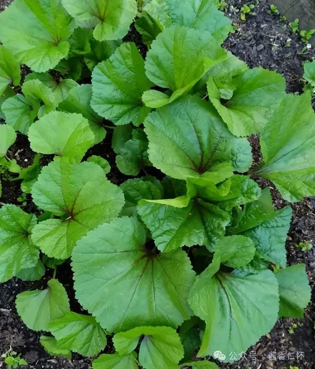 『仁怀物种』冬寒菜：从《诗经》走来的“百菜之王”