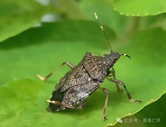 『仁怀物种』赤水河滩上的九香虫