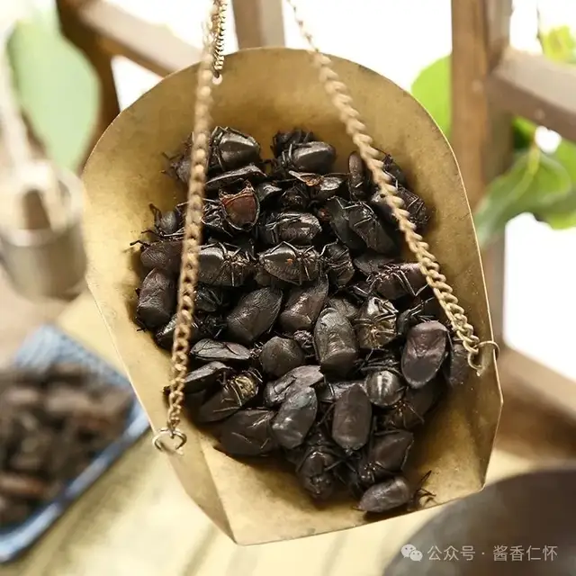 『仁怀物种』赤水河滩上的九香虫(图3) 『仁怀物种』赤水河滩上的九香虫(图3)