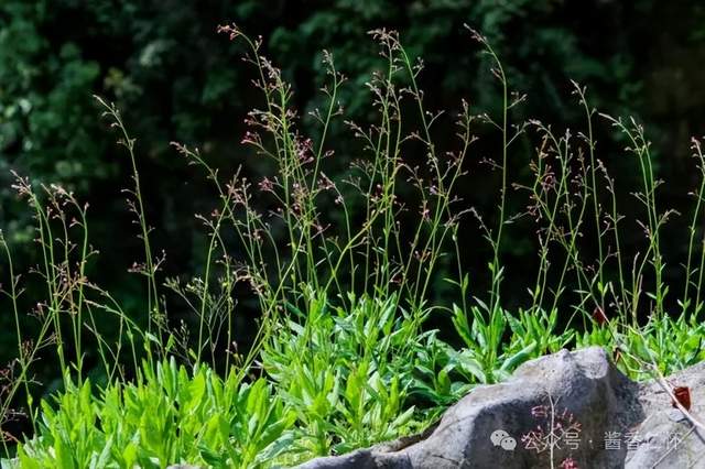 『仁怀物种』仁怀冬野里的“土人参”(图3) 『仁怀物种』仁怀冬野里的“土人参”(图3)