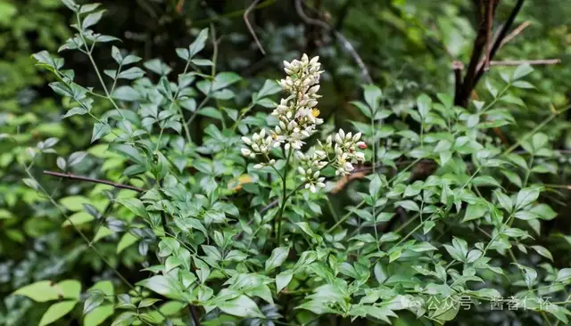 『仁怀物种』身处仁怀的南天竹(图1) 『仁怀物种』身处仁怀的南天竹(图1)