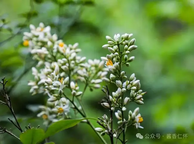 『仁怀物种』身处仁怀的南天竹(图2) 『仁怀物种』身处仁怀的南天竹(图2)