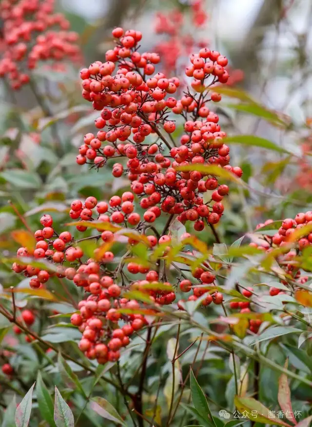 『仁怀物种』身处仁怀的南天竹(图3) 『仁怀物种』身处仁怀的南天竹(图3)