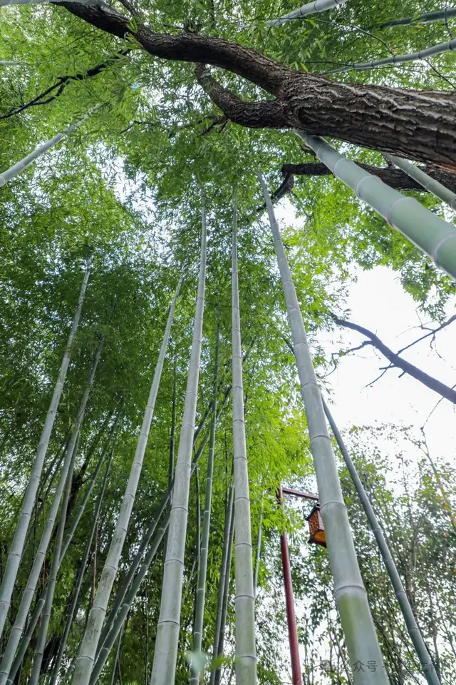 『仁怀物种』楠竹:自然馈赠里的生活哲学(图1) 『仁怀物种』楠竹:自然馈赠里的生活哲学(图1)