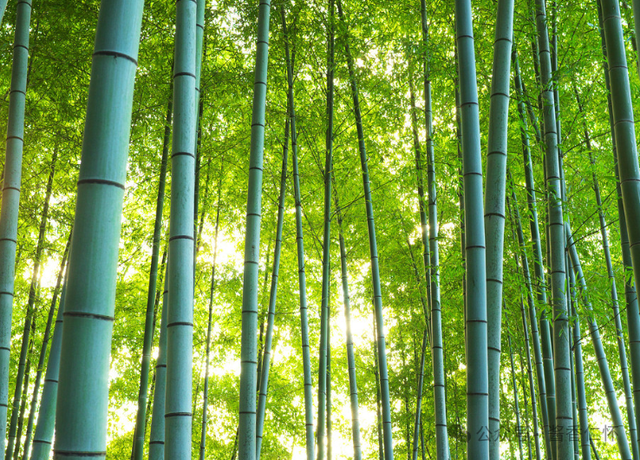 『仁怀物种』楠竹:自然馈赠里的生活哲学(图2) 『仁怀物种』楠竹:自然馈赠里的生活哲学(图2)