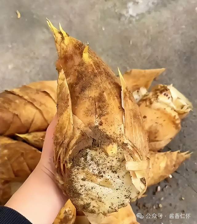 『仁怀物种』楠竹:自然馈赠里的生活哲学(图3) 『仁怀物种』楠竹:自然馈赠里的生活哲学(图3)