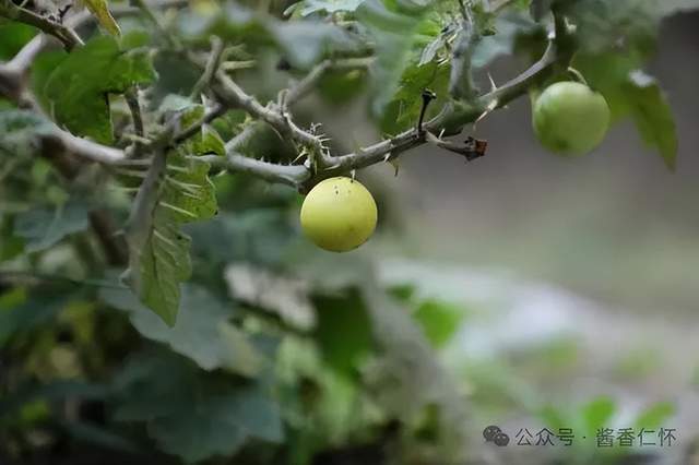 『仁怀物种』喀西茄 仁怀的“新住客”(图1) 『仁怀物种』喀西茄 仁怀的“新住客”(图1)