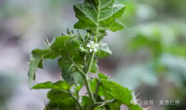 『仁怀物种』喀西茄 仁怀的“新住客”(图2) 『仁怀物种』喀西茄 仁怀的“新住客”(图2)