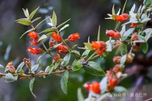 『仁怀物种』来江藤:仁怀山里的“蜜桶花”(图1) 『仁怀物种』来江藤:仁怀山里的“蜜桶花”(图1)