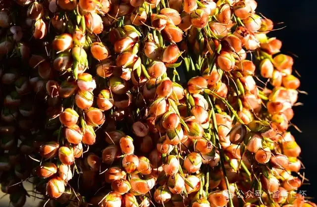 链动共生,聚势成核:仁怀构建“产业共同体”(图3) 链动共生,聚势成核:仁怀构建“产业共同体”(图3)